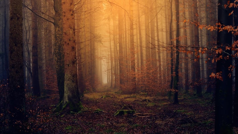 Twilight Woods
