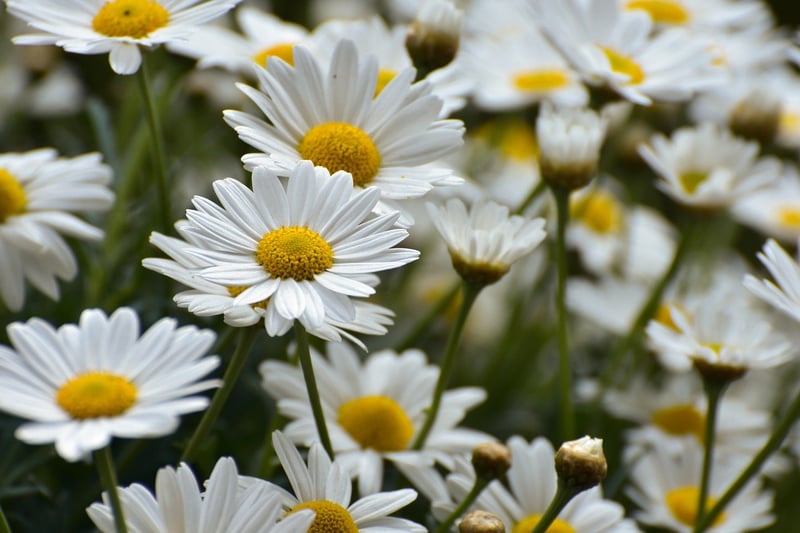 Mystical Floral 1