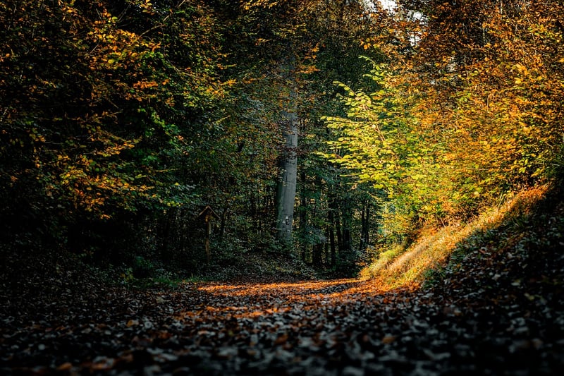 Forest Trees